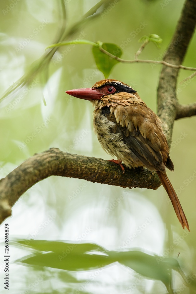 Naklejka premium Lilac kingfisher perches on a branch in indonesian jungle,family Alcedinidae, endemic species to Indonesia, Exotic birding in Asia, Tangkoko, Sulawesi, beautiful bird in tropical forest environment