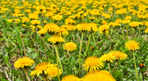 Flowering dandelions in the meadow. Bright yellow summer flowers. Soft selective focus
