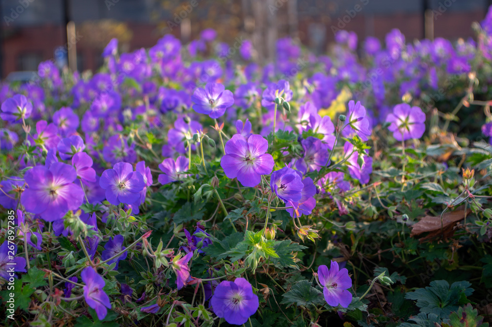 Obraz premium Cranesbills group of flowers, Geranium Rozanne in bloom, big bunch of flowers