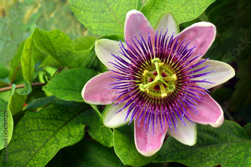 Passion flower (passiflora)
