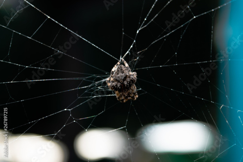 spider on the web © Ярослав Поволоцкий