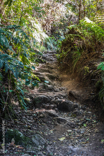 Rocky path in the mountain forest