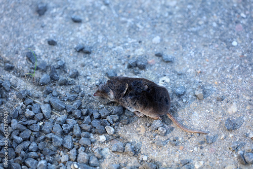 Tote Maus auf einem Feldweg