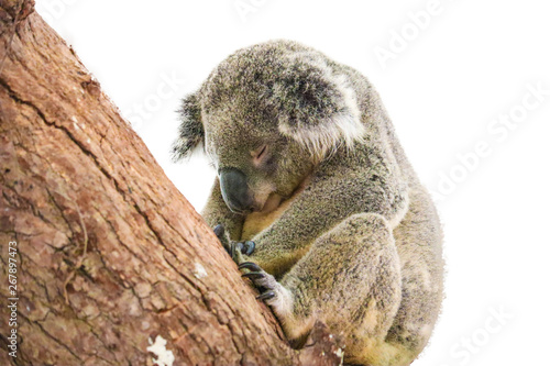 cute koala isolated on white background © Akarat