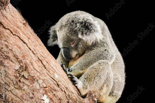 Fototapeta Naklejka Na Ścianę i Meble -  cute koala isolated on black background