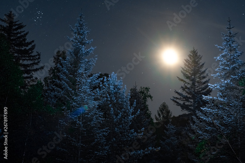Night sky in the forest