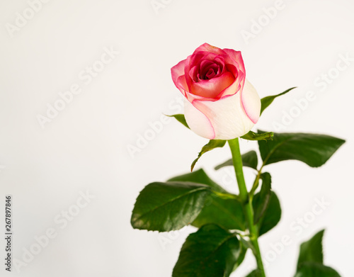 flowers of roses on a beautiful background