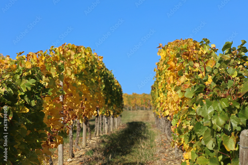 Fototapeta premium Weinberg im Herbst