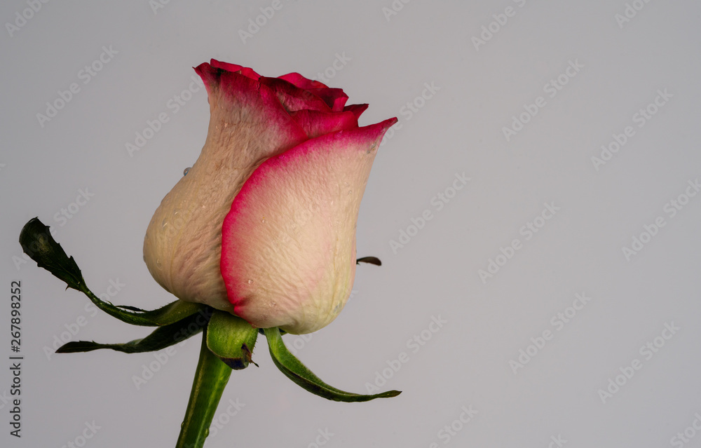 Fototapeta premium flowers of roses on a beautiful background