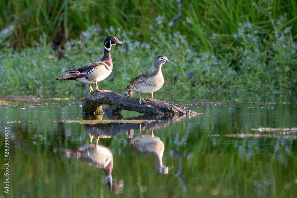 Male female wood duck pair perched on a log over water. Male female wood duck pair perched on a log over water.