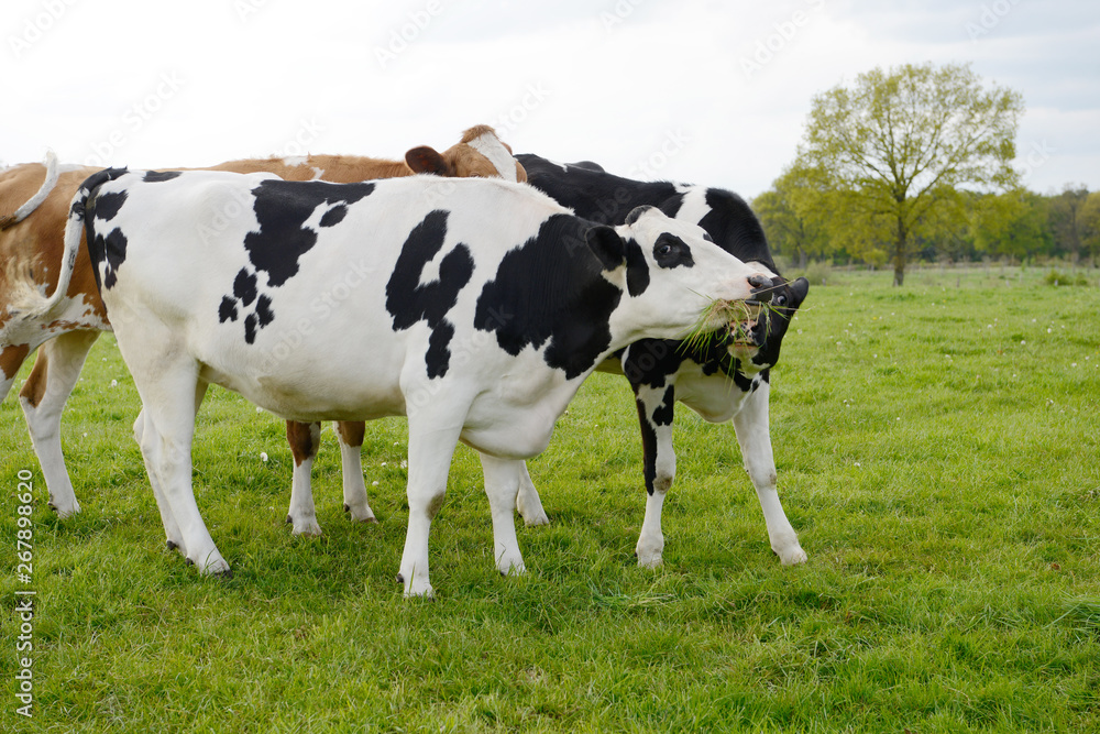 several black white cows standing on pasture and eat grass