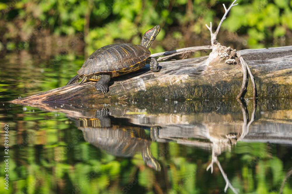 Fototapeta premium Red Eared Slider turtle sun bathing on a log.
