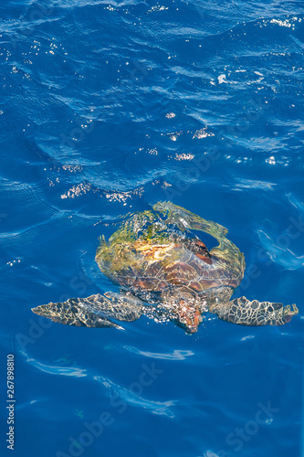 Green Sea Turtle swimming in a blue seawater. Bright sunlight with glitter sparkles. Similan Islands, Andaman Sea, Thailand.