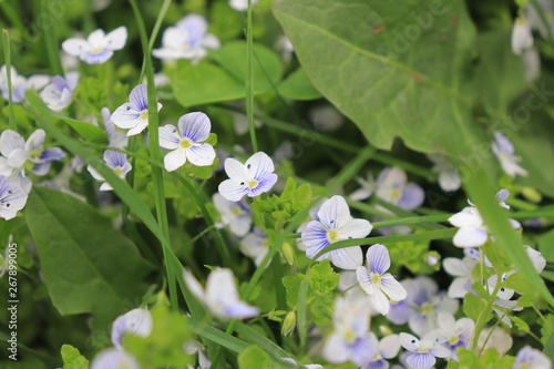 blue flowers in garden for background
