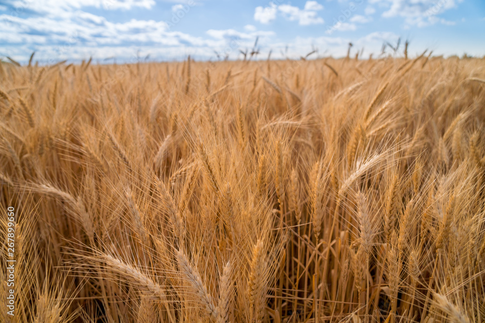 Dry Winter Wheat crop close up