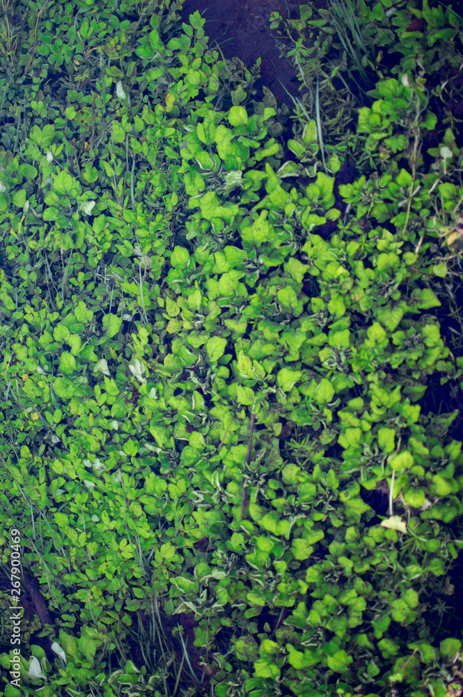 The green plan submerged in water in bibury village in cotswolds The green plan submerged in water in bibury village in cotswolds