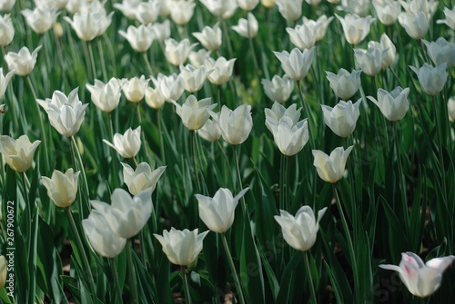 White tulips field