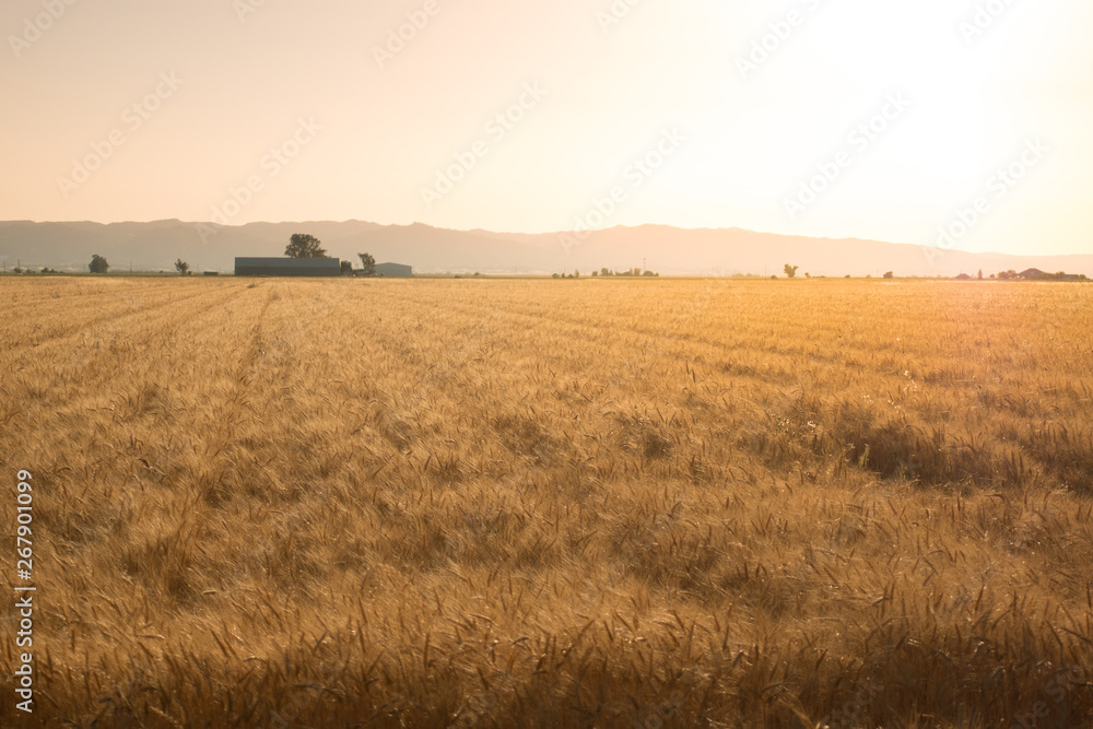 Winter wheat crop dry and ready for harvest. Winter wheat crop dry and ready for harvest.