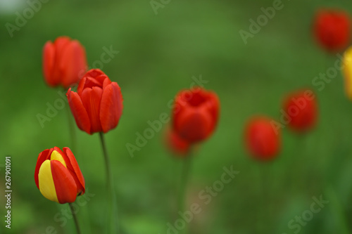 red and yellow tulip close up photo on green