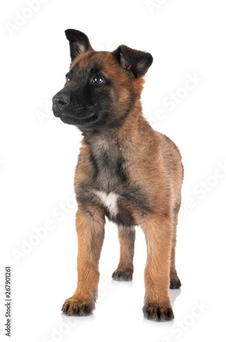 puppy malinois in studio