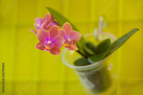 Beautiful rare orchid in pot on yellow background photo