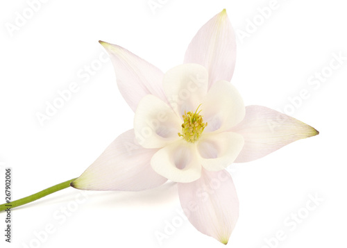 Flower of aquilegia, blossom of catchment closeup, isolated on white background
