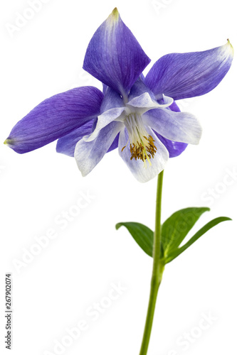 Violet flower of aquilegia, blossom of catchment closeup, isolated on white background