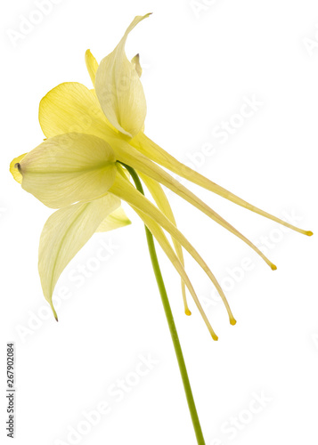 Yellow flower of aquilegia, blossom of catchment closeup, isolated on white background
