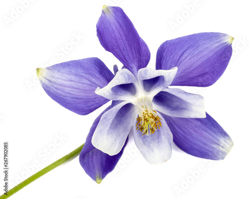 Violet flower of aquilegia, blossom of catchment closeup, isolated on white background