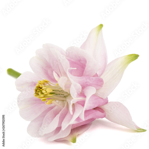 Rosy flower of aquilegia  blossom of catchment closeup  isolated on white background