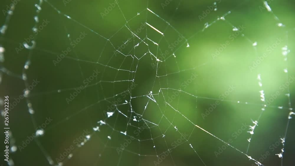 Cobwebs in the forest with dew drops. Cobwebs in the forest with dew drops.