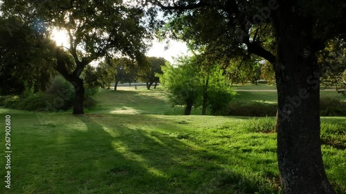 A few trees at sunrise on a green field photo