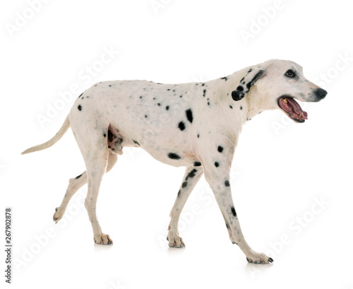 dalmatian in studio