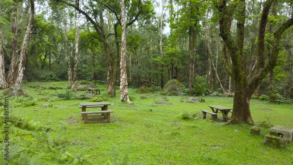 Green nature forest in the park Green nature forest in the park