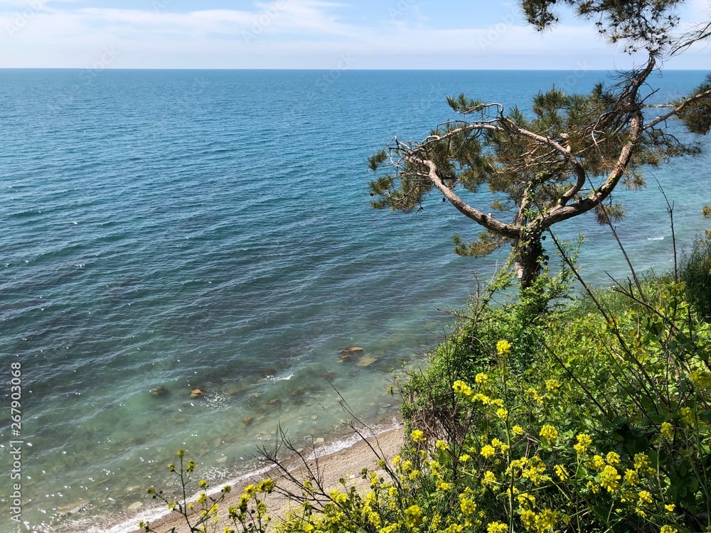 tree on beach