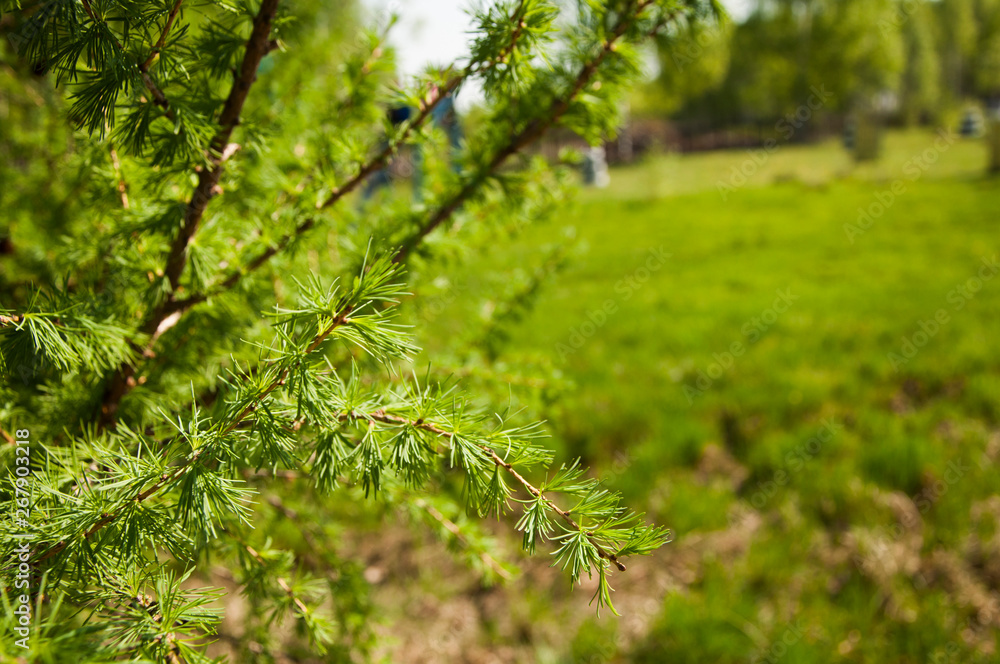 Fototapeta premium Pine branch against the blue sky.