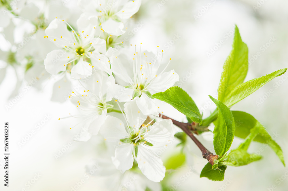 Obraz premium Branches with blooming white flowers
