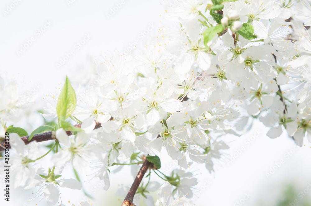 Branches with blooming white flowers