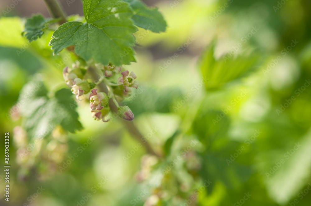 Blooming currant. Currant bush with green leaves and small tender flowers. Blooming currant. Currant bush with green leaves and small tender flowers.