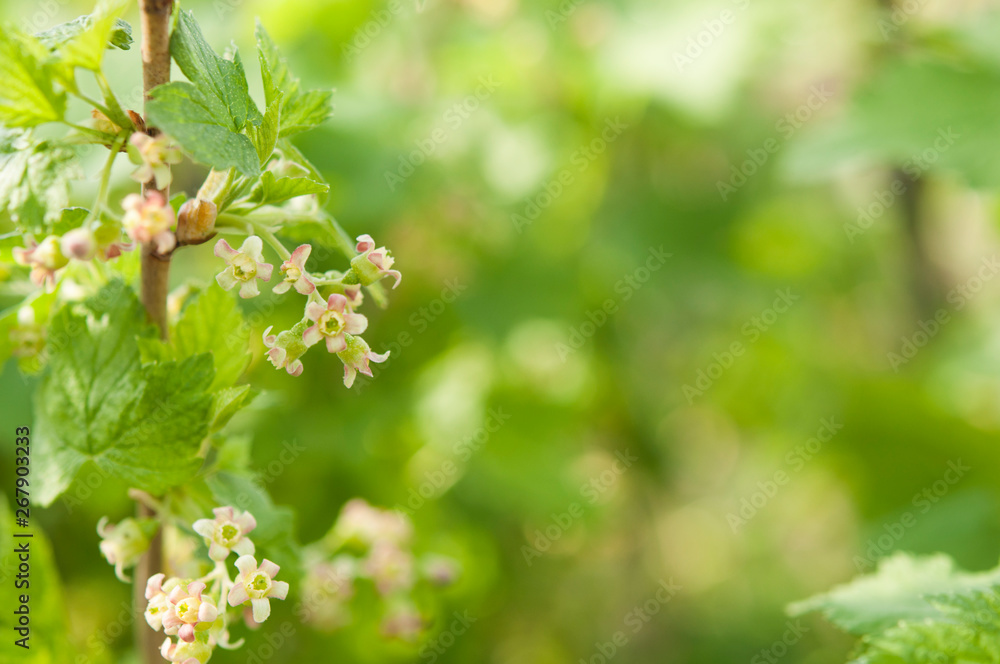 Blooming currant. Currant bush with green leaves and small tender flowers. Blooming currant. Currant bush with green leaves and small tender flowers.