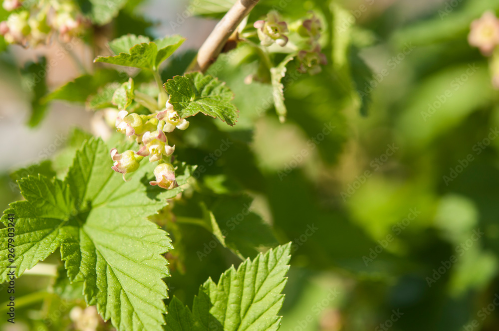 Blooming currant. Currant bush with green leaves and small tender flowers. Blooming currant. Currant bush with green leaves and small tender flowers.