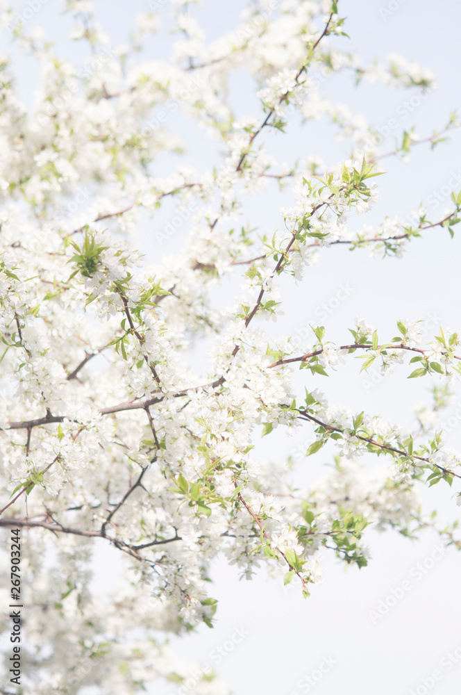 Branches with blooming white flowers