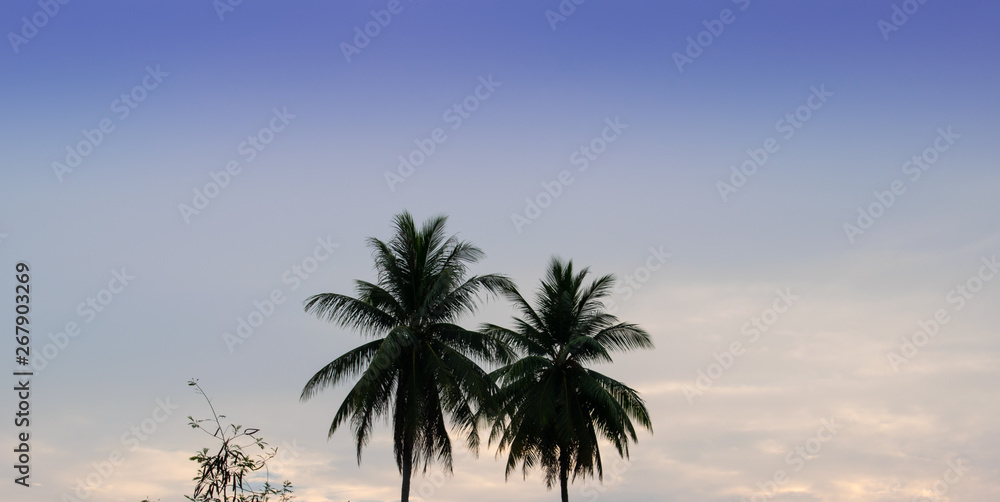 Obraz premium Coconut trees, bright sky background