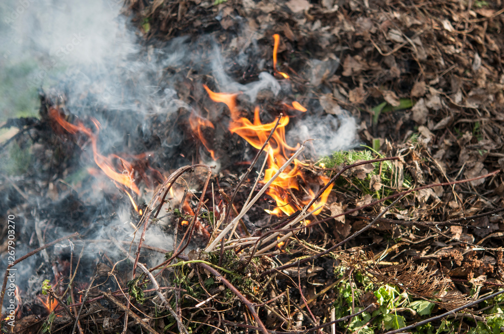 Burning dry grass in spring forest. Burning dry grass in spring forest.