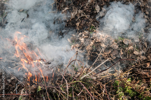 Burning dry grass in spring forest.