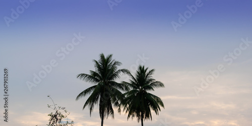 Coconut trees, bright sky background