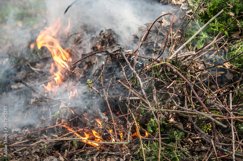 Burning dry grass in spring forest.