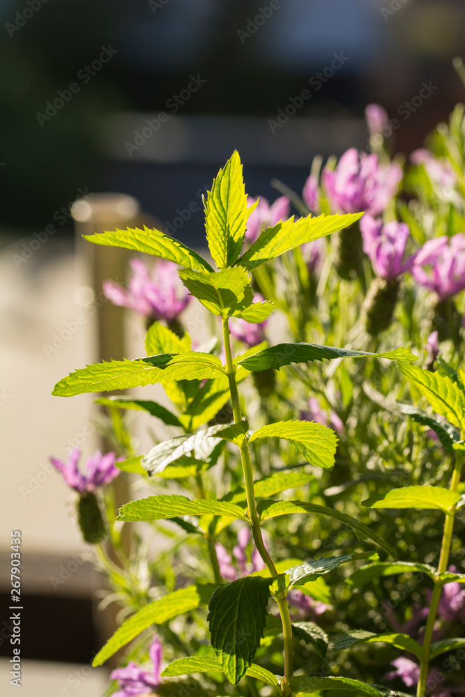 Pfefferminze vor Lavendel im Garten Pfefferminze vor Lavendel im Garten