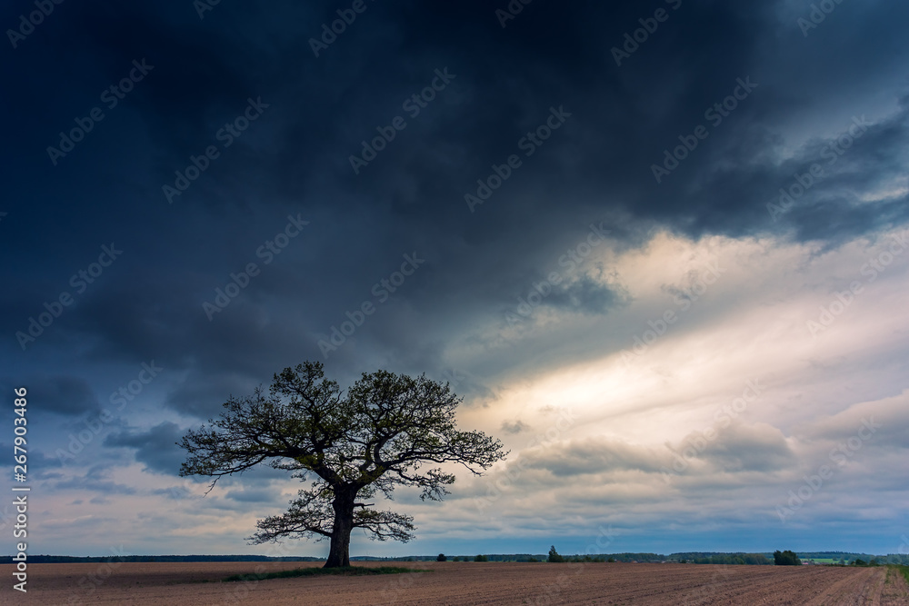 Old oak tree in the evening light, Lithuania Europe Old oak tree in the evening light, Lithuania Europe