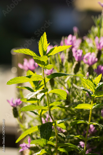 Pfefferminze vor Lavendel im Garten